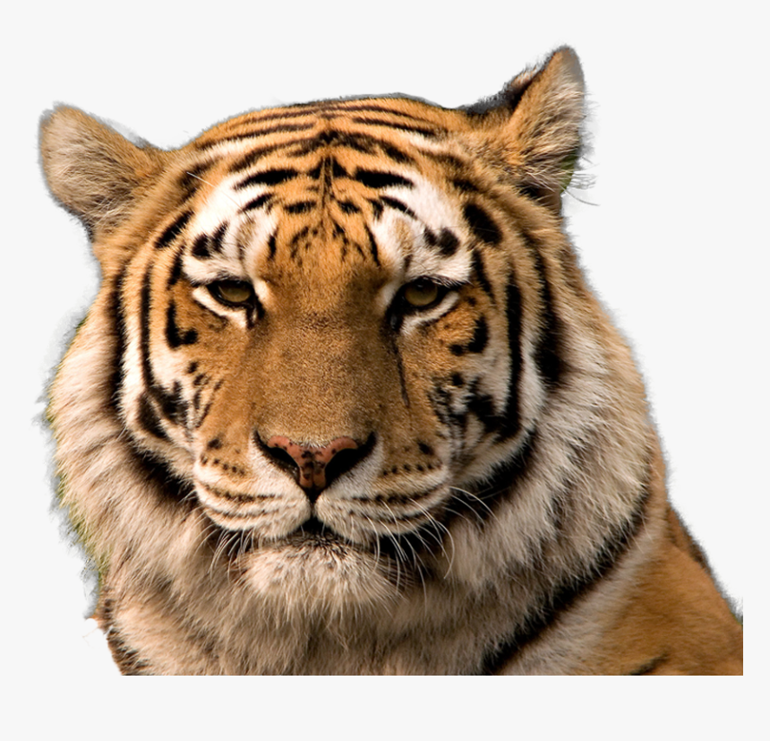 Bengal Tiger Siberian Tiger Golden Tiger South China - Transparent Background Tiger Face Png, Png Download, Free Download