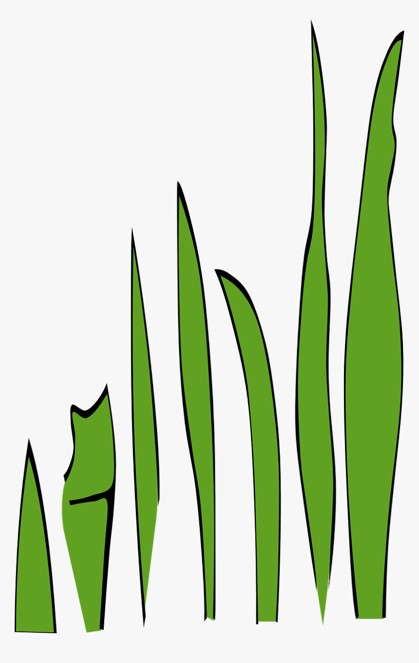 Grass Blade Cartoon Png, Transparent Png, Free Download