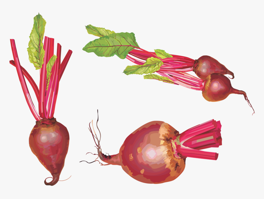 Background Beet Transparent - Свекла Пнг, HD Png Download, Free Download