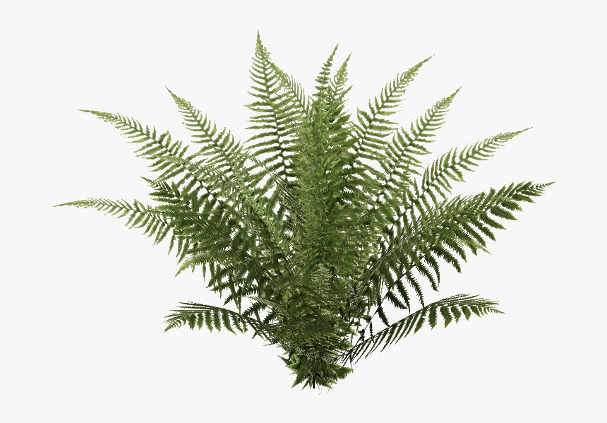 Ostrich Fern, HD Png Download, Free Download