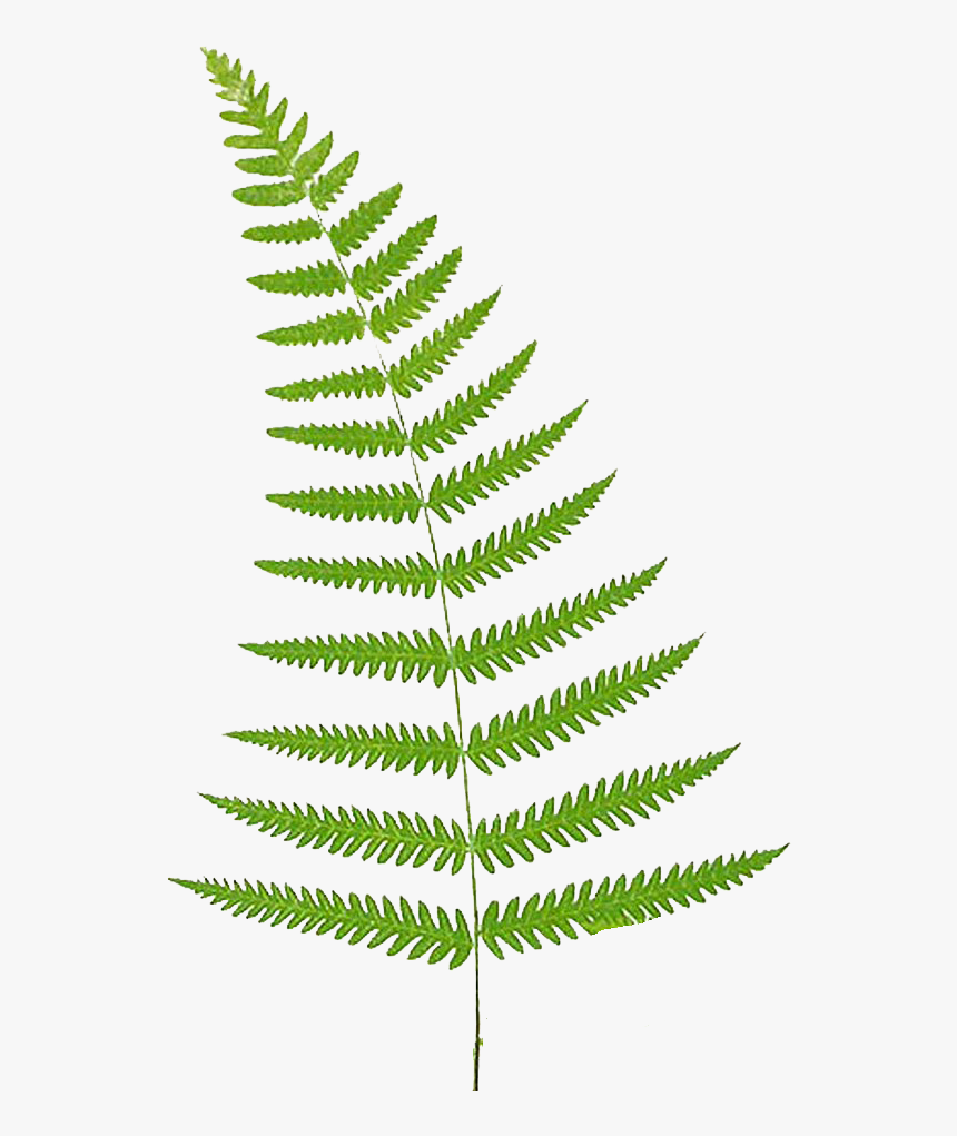 Free Download Of Ferns Icon Clipart - Fern Clipart Free, HD Png Download, Free Download