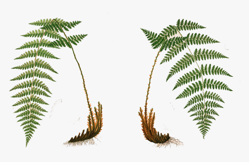 Freeuse Library Ivy Creek Foundation Flora And Fauna - Boston Fern Botanical Illustration, HD Png Download, Free Download