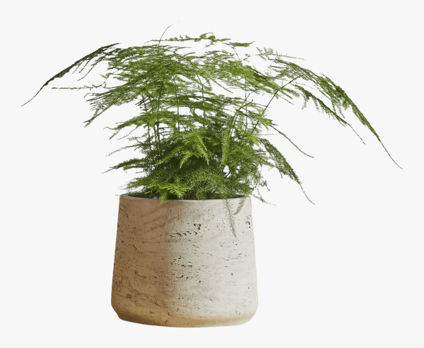 Houseplant, HD Png Download, Free Download