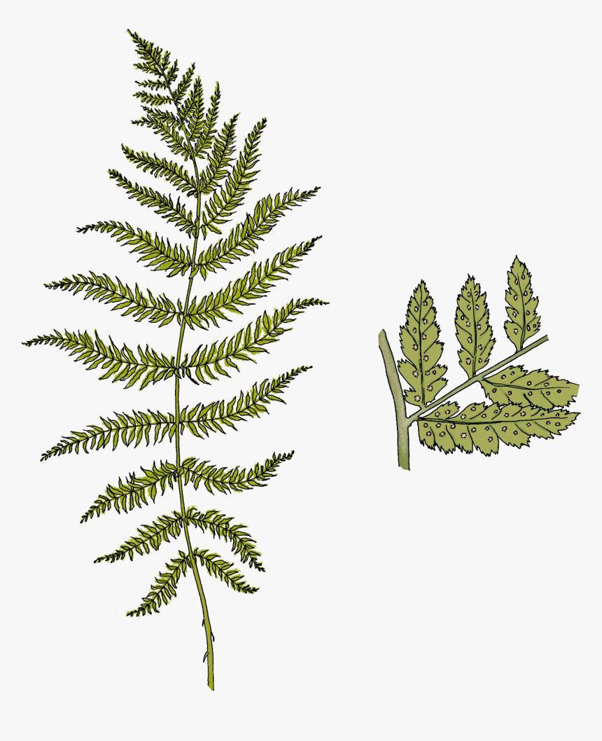 Pond Pine , Png Download - Illustration, Transparent Png, Free Download