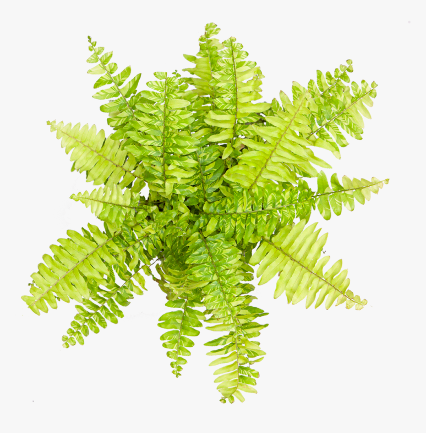 Fern Tiger - Fern, HD Png Download, Free Download