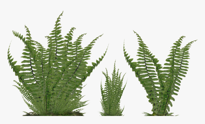 Thumb Image - Ferns Png, Transparent Png, Free Download