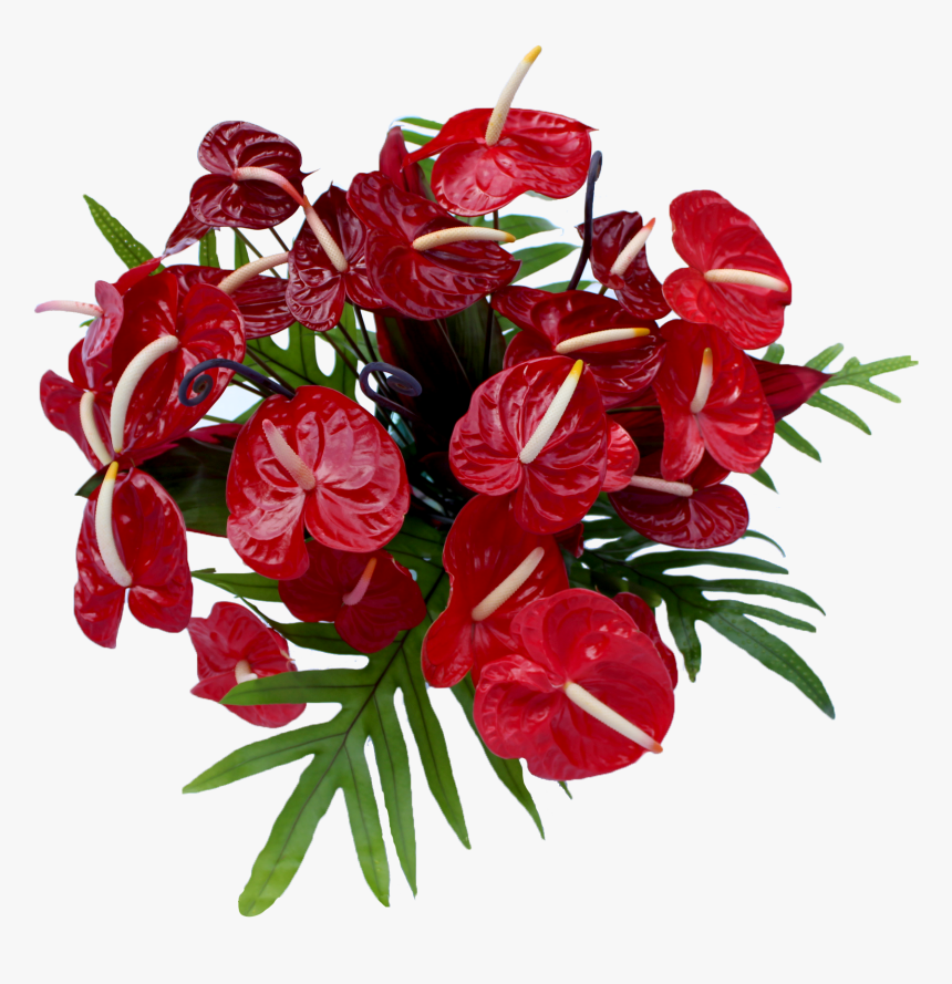 2 Dozen- 24 Red Arranged From Top With Foliage - Anthurium, HD Png Download, Free Download