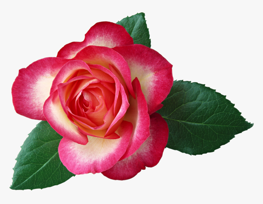 Large Rose Clipart Picture - Free Clip Art Roses, HD Png Download, Free Download