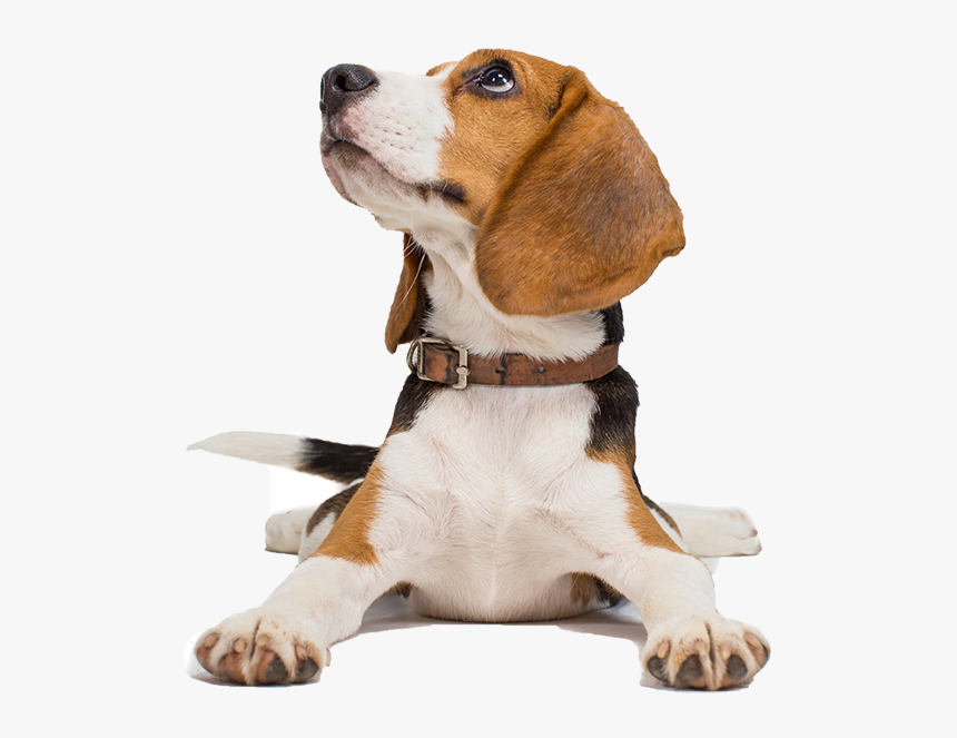 Http - //www - Prosperitypharmacyrx - - Beagle Transparent Png Hd, Png Download, Free Download