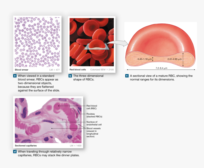 Transparent Red Blood Cells Png - Red Blood Cell, Png Download, Free Download