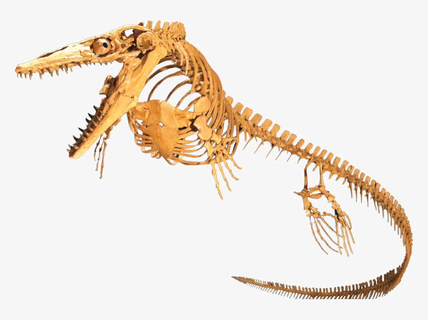 Ichthyosaur Png Background Image - Mosasaur Skeleton, Transparent Png, Free Download