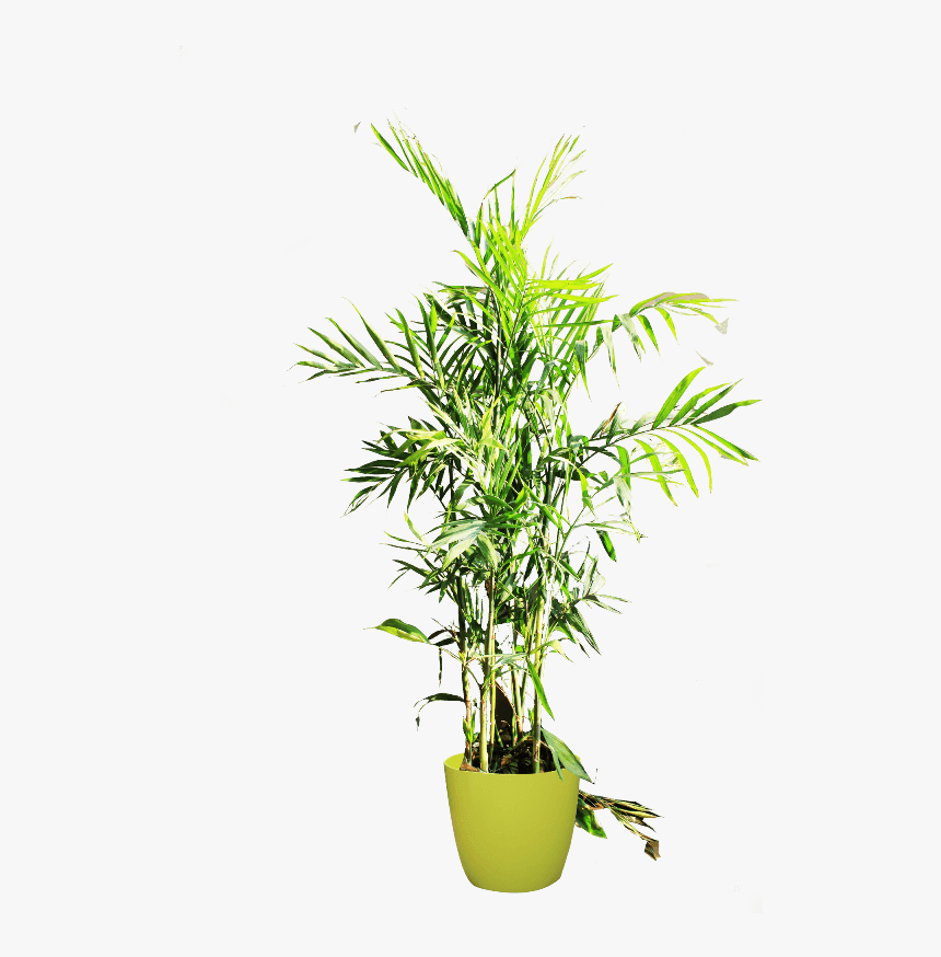 Houseplant, HD Png Download, Free Download