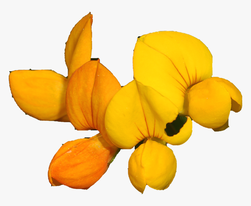 Pretty Flower - Senna, HD Png Download, Free Download