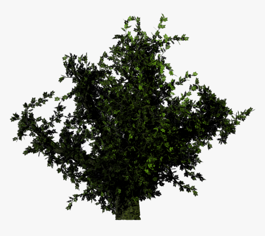 Forest Trees Png Transparent, Png Download, Free Download