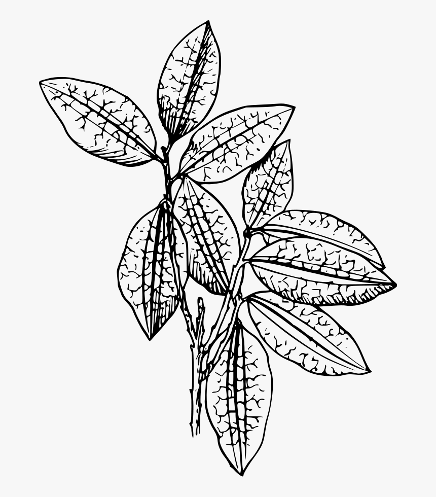 Coca Plant Svg Clip Arts - Black And White Plant, HD Png Download, Free Download