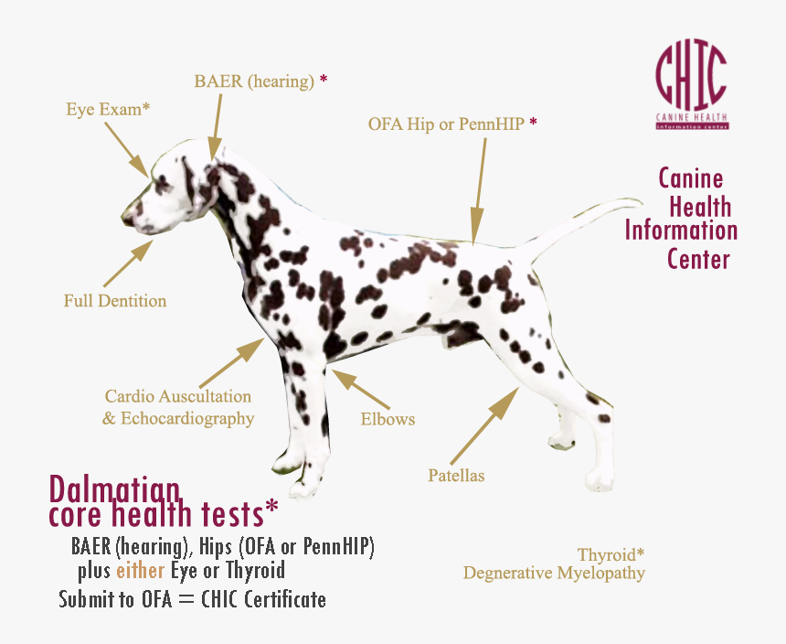 Dalhealthtests 2a - Diagram Of A Dalmatian, HD Png Download, Free Download