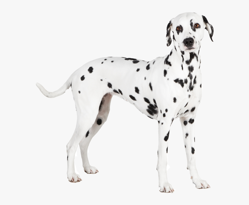 Dalmatian , Png Download - Dalmatian, Transparent Png, Free Download