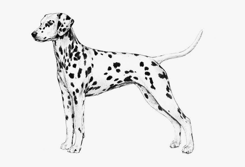 Akc Dalmatian , Png Download - Dalmatian Breed Standard, Transparent Png, Free Download