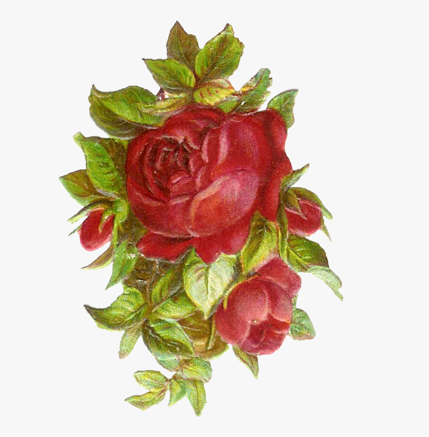 Vintage rose. Victorian Red роза. Розы Винтаж. Винтажные цветы красные. Розы наклейки.