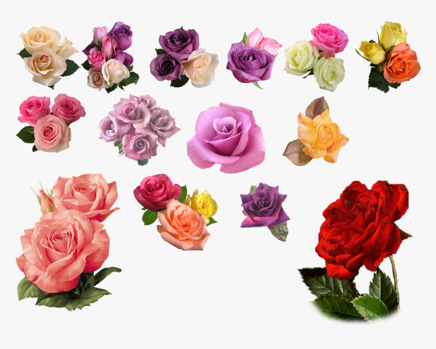 Transparent Background Png Format Rose Png, Png Download, Free Download