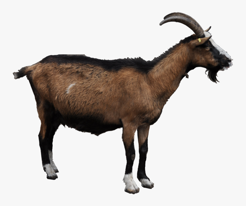 Goat Png, Transparent Png, Free Download