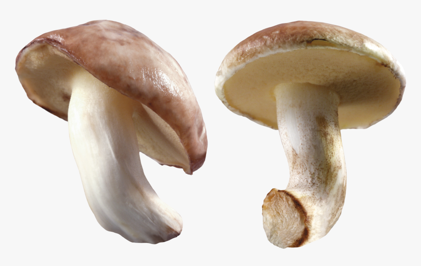 Mushroom Png Image - Magic Mushrooms Transparent Background, Png Download, Free Download