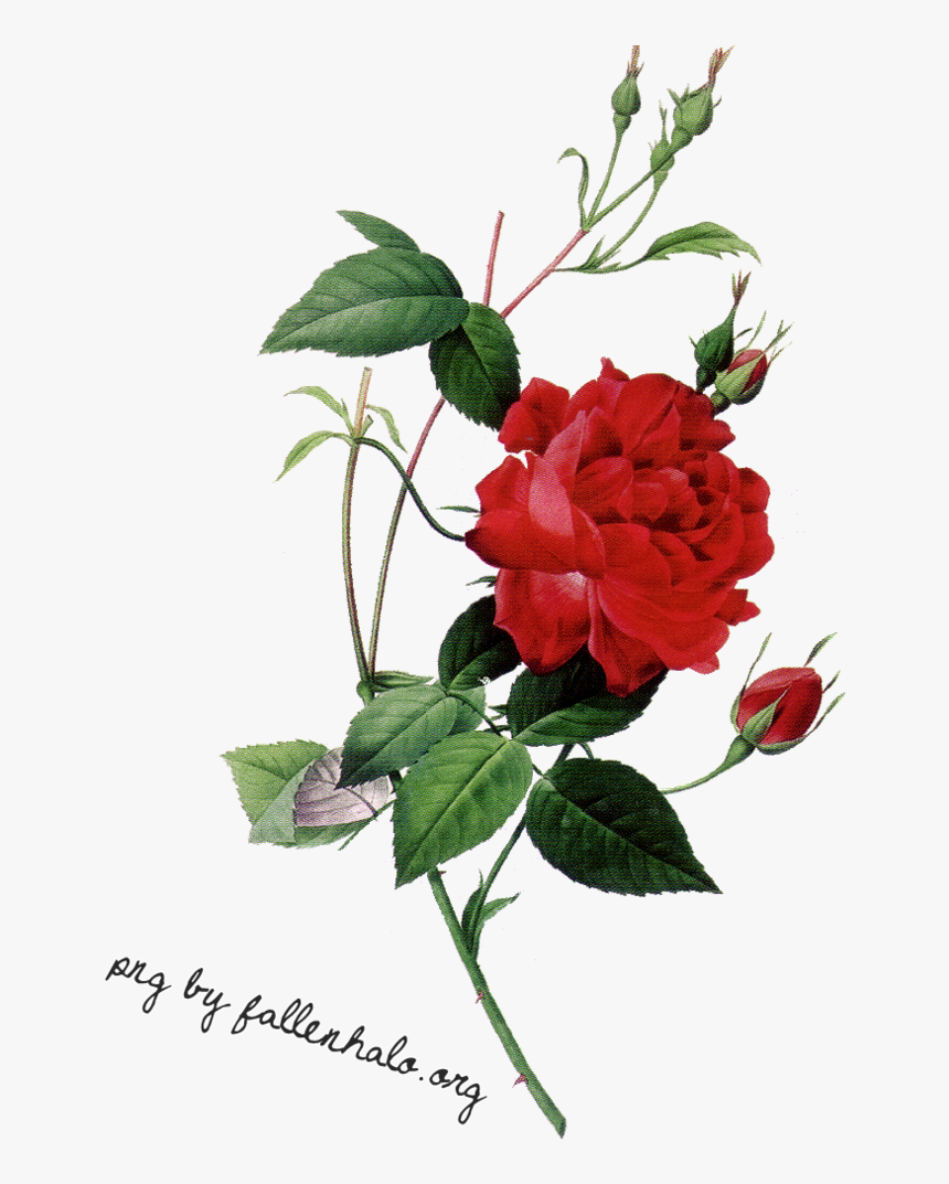 Elegant Roses Png - Rose Botanical Illustration Png, Transparent Png, Free Download