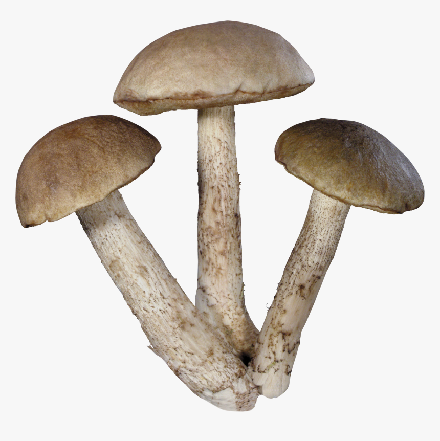 Mushrooms Png, Transparent Png, Free Download