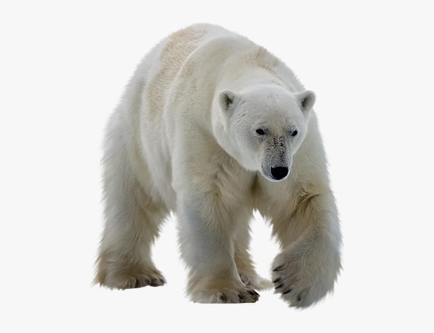 Real Polar Bear Png Transparent Image - Polar Bear With No Background, Png Download, Free Download