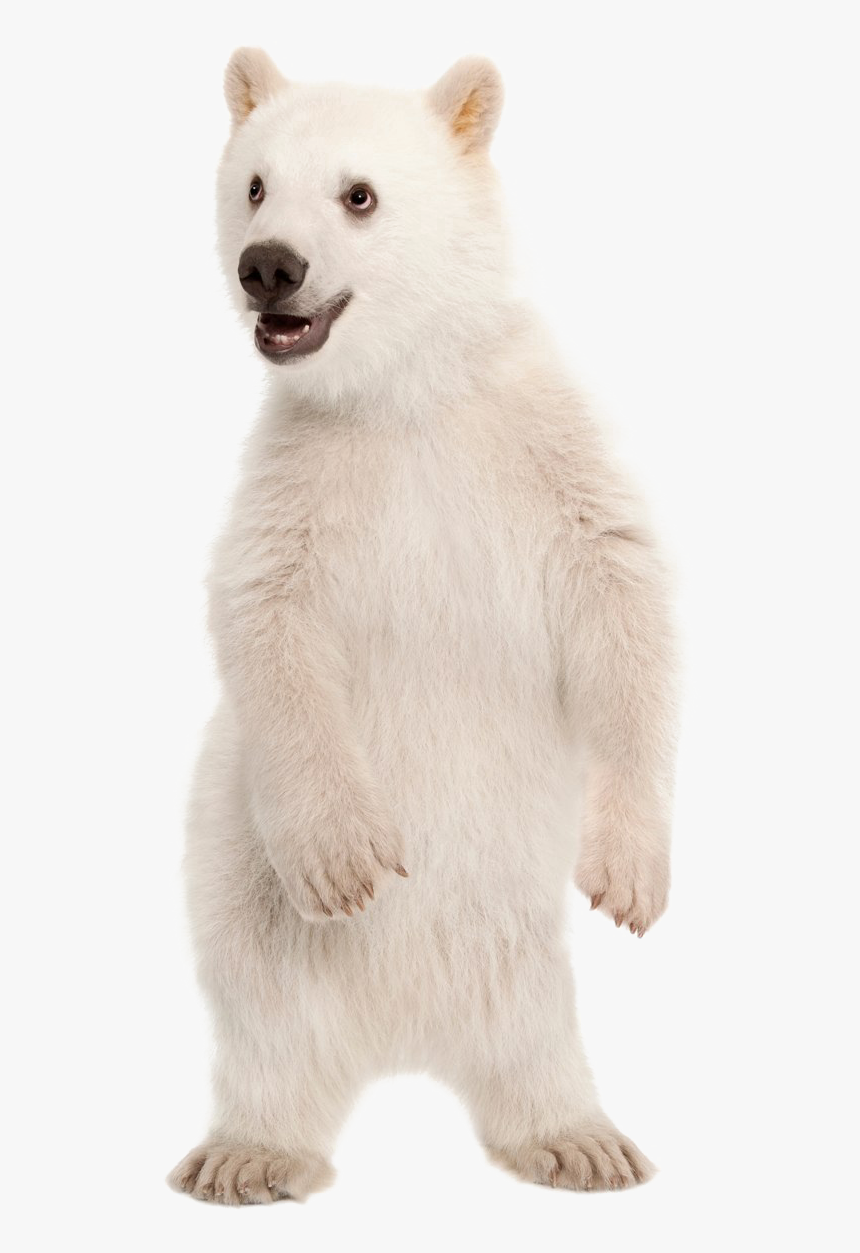 Polar Bear Png Pic - Polar Bear Cub Transparent, Png Download, Free Download