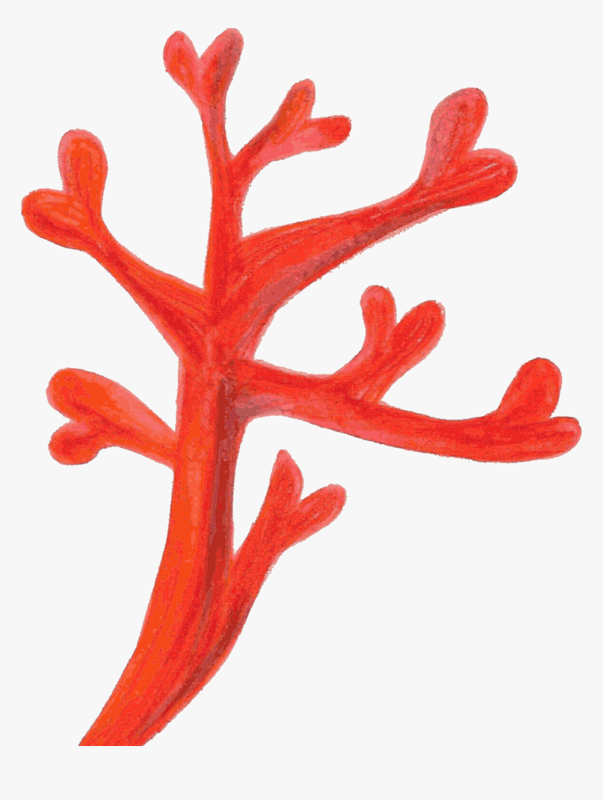 Red Coral Computer Icons Coral Reef Deep-water Coral - Red Coral Clipart, HD Png Download, Free Download