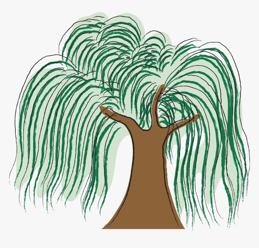 Willow - Illustration, HD Png Download, Free Download