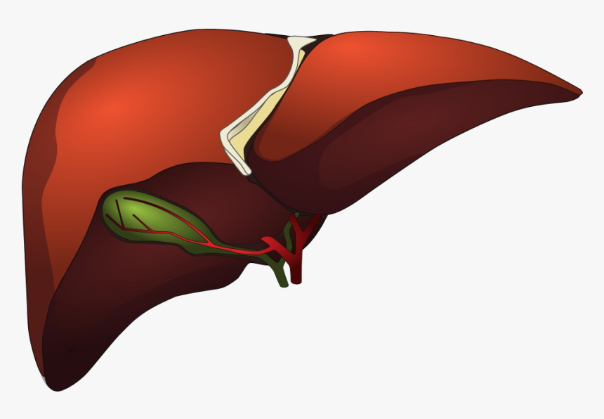 Kidney & Liver Png, Transparent Png, Free Download