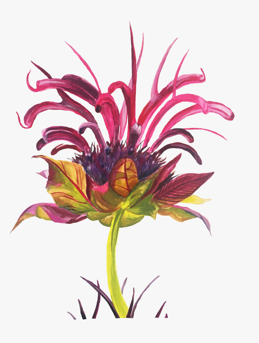 Aster, HD Png Download, Free Download