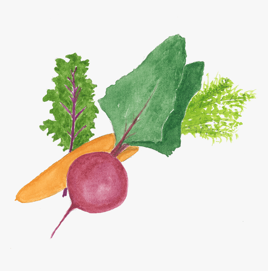 Organic Csa Shares - Beetroot, HD Png Download, Free Download