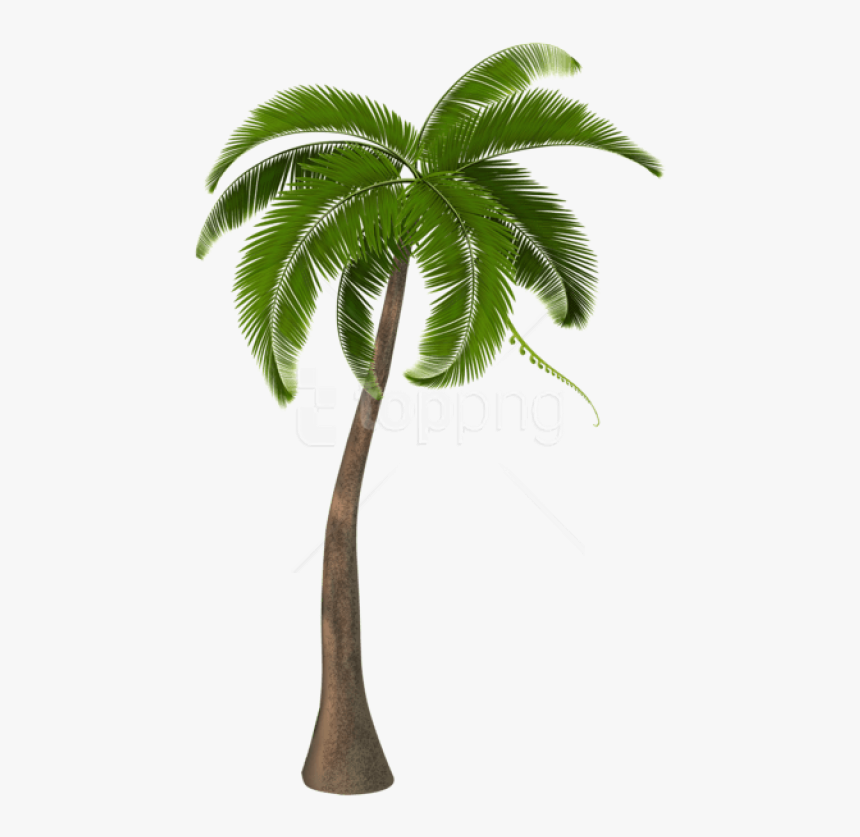 Free Png Download Beautiful Palm Tree Png Images Background - Palm Trees Png Hd, Transparent Png, Free Download