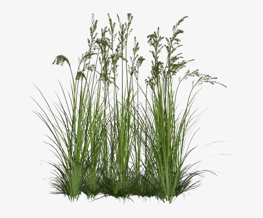 Beach Grass Transparent Background - Transparent Background Long Grass Png, Png Download, Free Download