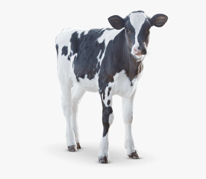 Cow Transparent Calf Png - Calf Png, Png Download, Free Download