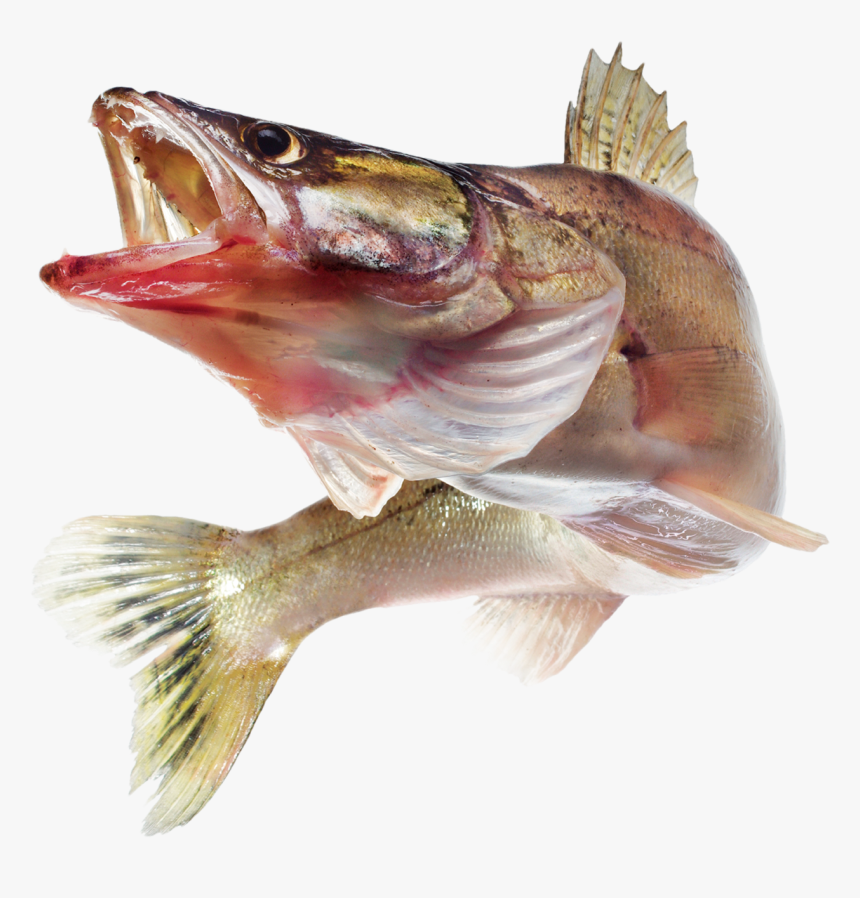 Perch, HD Png Download, Free Download