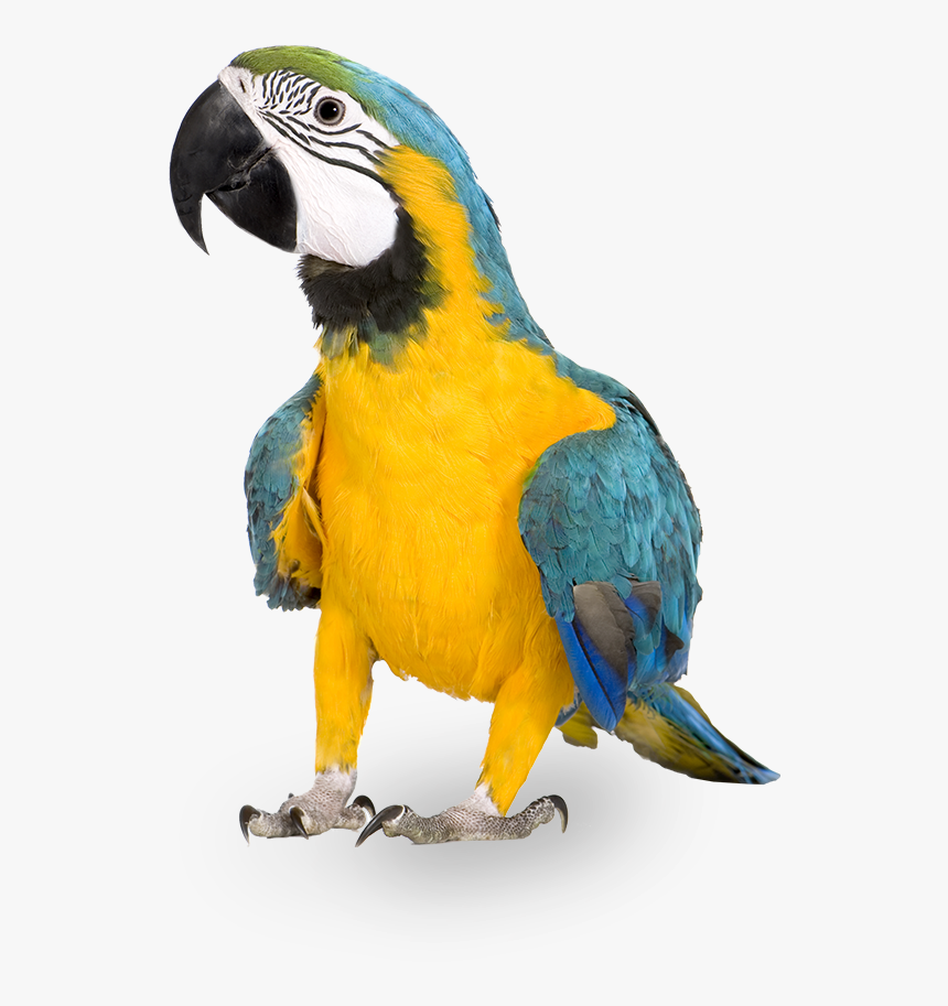 Blue And Yellow Macaw Parrot Native To Panama - Raise A Bird, HD Png Download, Free Download