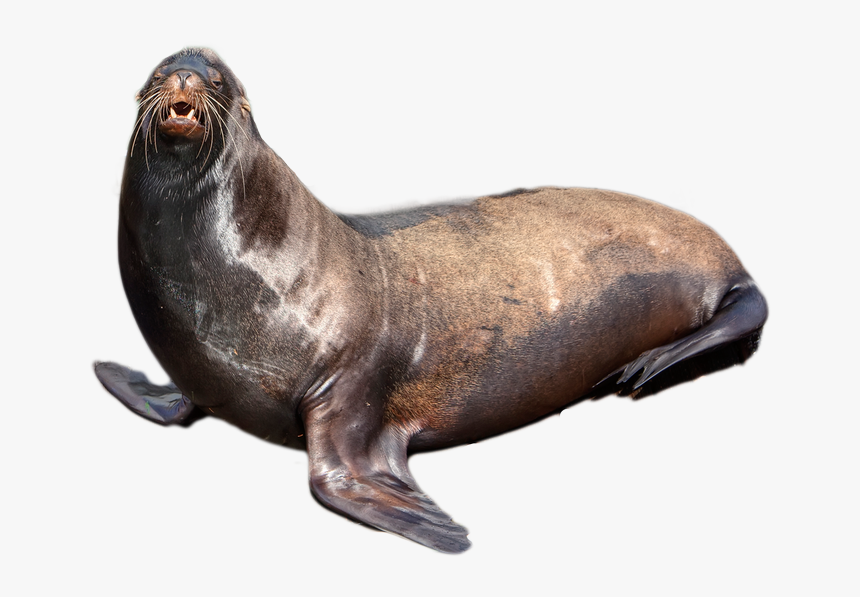 Seal Animal Png - Sea Lion Transparent Background, Png Download, Free Download