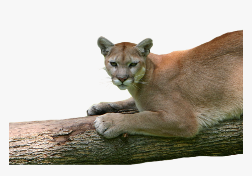 May 20, - Cougar, HD Png Download, Free Download