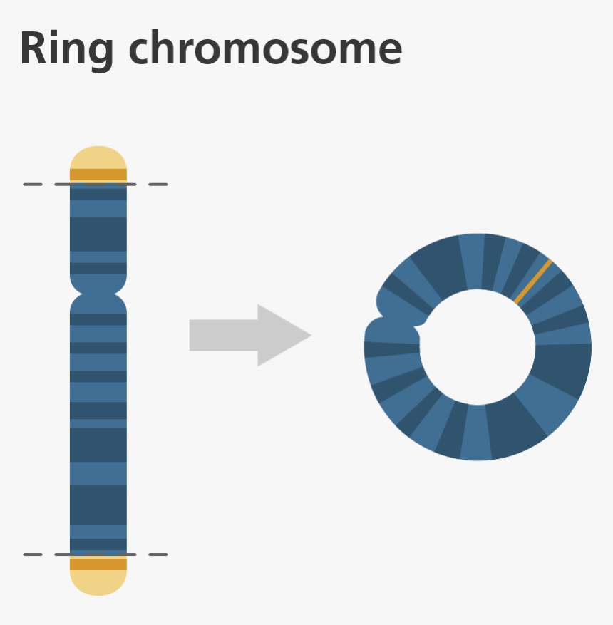 Ring Chromosome, HD Png Download, Free Download