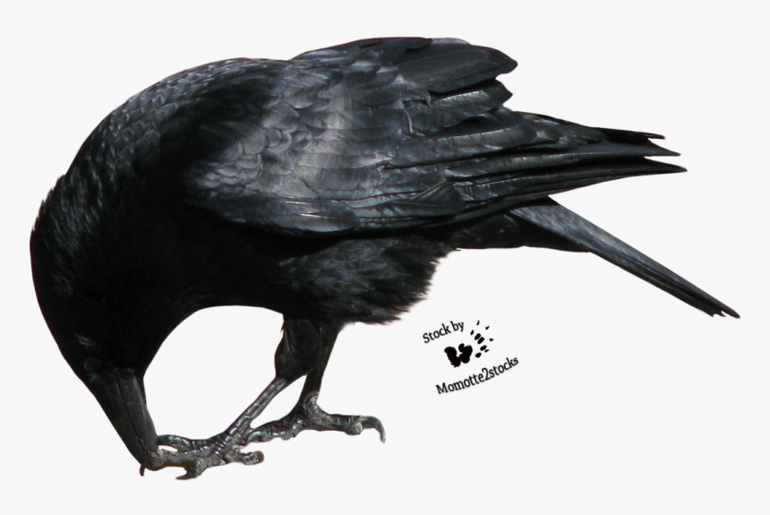 Crow Eating Png, Transparent Png, Free Download