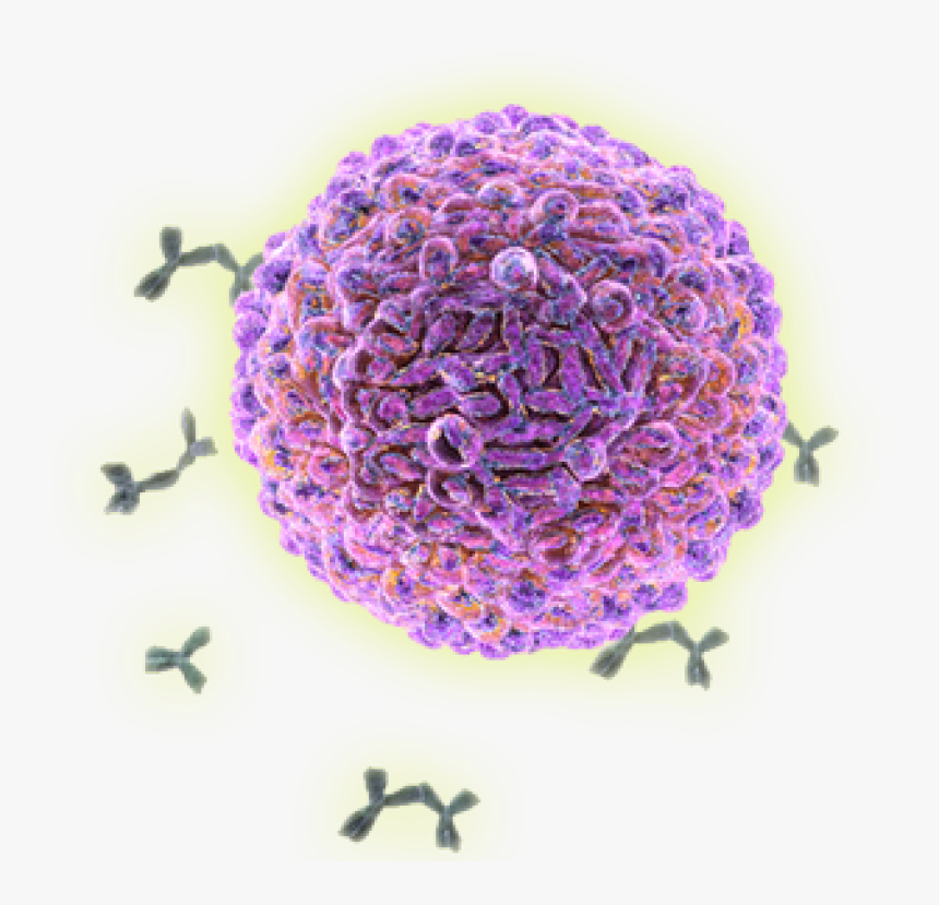 Plasma Cell - Immune Cells Png, Transparent Png, Free Download