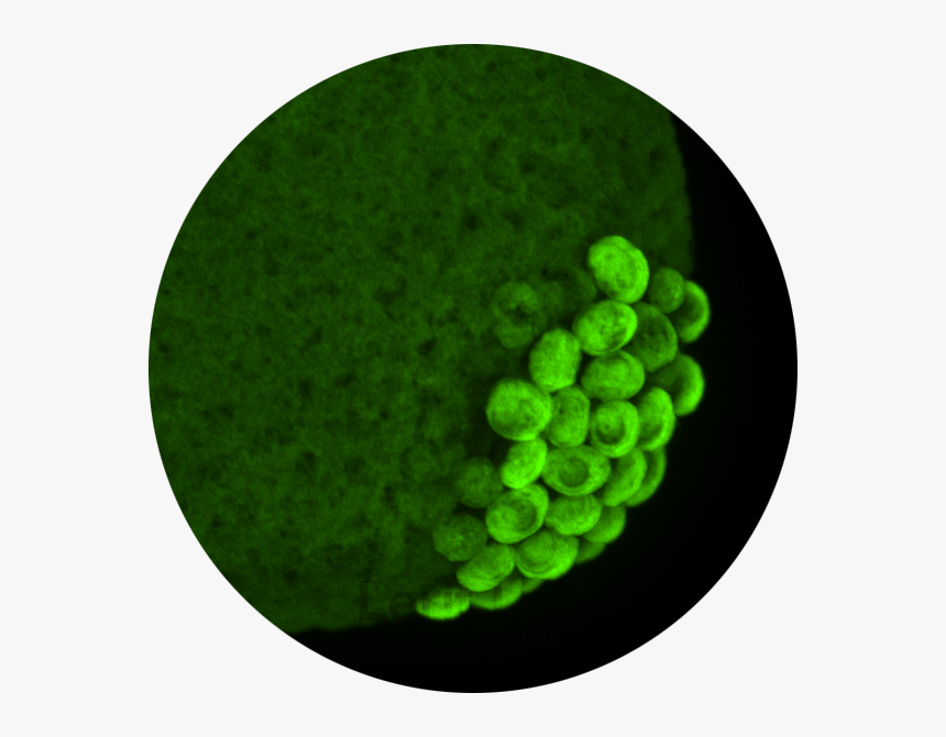 The Primordial Germ Cells - Circle, HD Png Download, Free Download