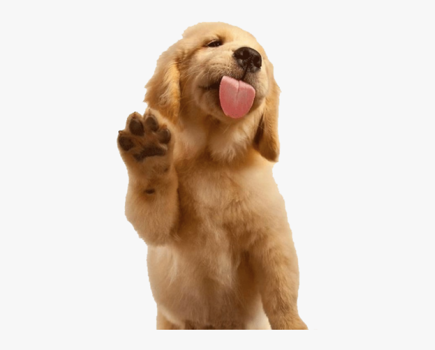 Golden Retriever Waving, HD Png Download, Free Download