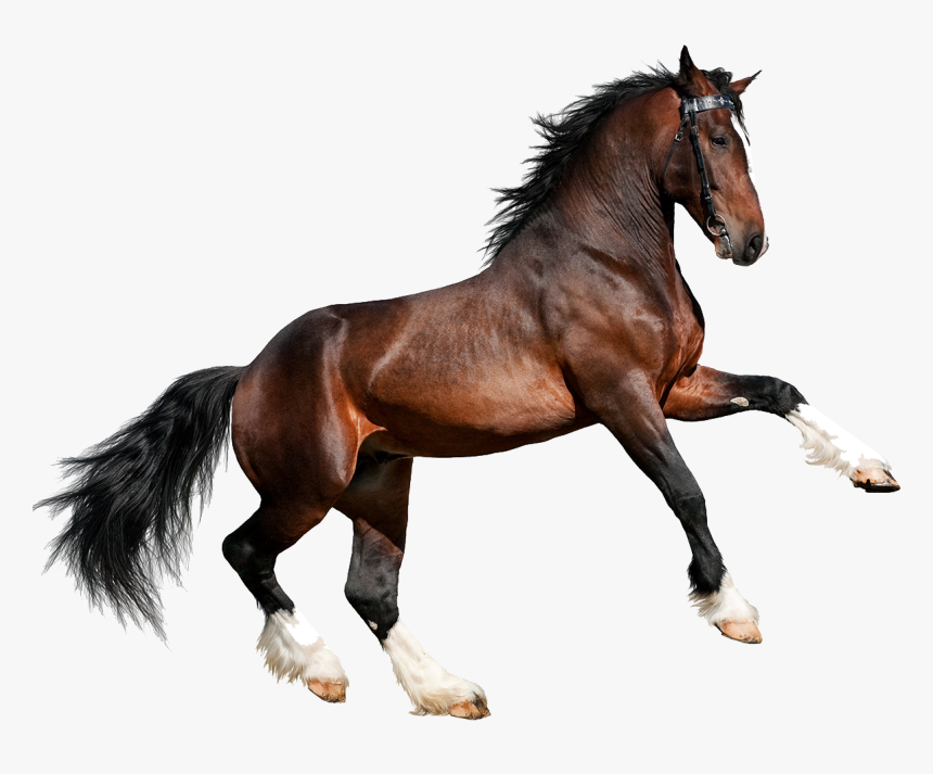 Caballo Png Page - 4 Pics 1 Word Level 2053, Transparent Png, Free Download