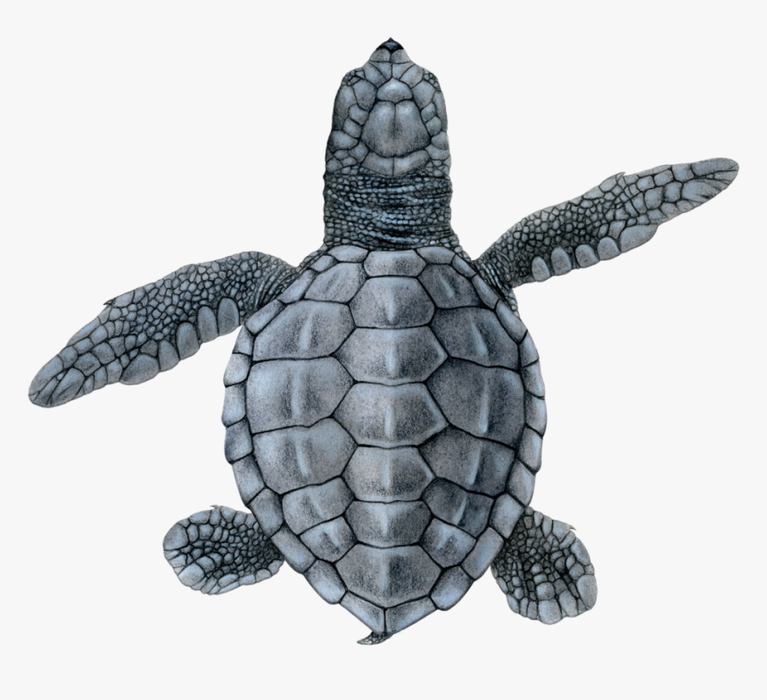 Olive Ridley Hatchling - Hawksbill Sea Turtle, HD Png Download, Free Download