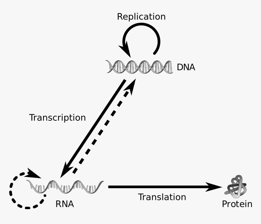 Central Dogma Of Molecular Biology Png, Transparent Png, Free Download